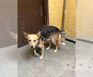 Mutt Dogs for adoption in Stockton, CA, USA