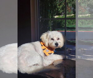 Maltese-Unknown Mix Dogs for adoption in Escondido, CA, USA
