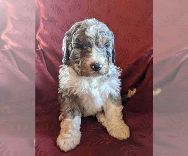 Medium Photo #1 Bernedoodle Puppy For Sale in ELKTON, VA, USA