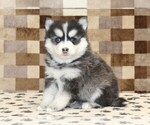 Small #3 Pomsky