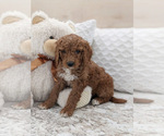 Small Photo #2 Goldendoodle Puppy For Sale in NORTH LAWRENCE, OH, USA