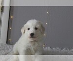 Small Photo #4 Great Pyrenees Puppy For Sale in CLAYTON, WA, USA
