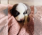 Small Photo #1 Miniature Australian Shepherd Puppy For Sale in MENIFEE, CA, USA