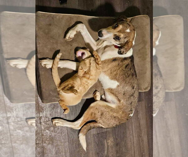 Medium Photo #6 Australian Shepherd-Great Dane Mix Puppy For Sale in Bullard, TX, USA