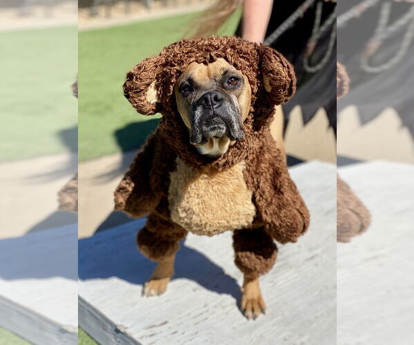 Medium Photo #8 Boxer Puppy For Sale in Austin, TX, USA
