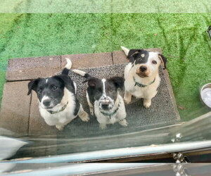 Trip - Female Mutt Dog for Adoption - Photo #3