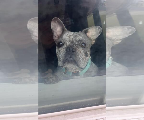 Medium Photo #4 French Bulldog Puppy For Sale in Oakley , CA, USA