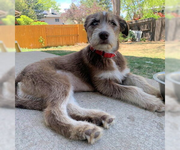 Medium Photo #3 Siberian Husky-Unknown Mix Puppy For Sale in Omaha, NE, USA