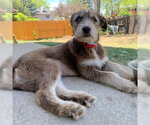 Small #2 Siberian Husky Mix