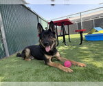 Small #1 German Shepherd Dog