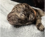 Small #2 Goldendoodle