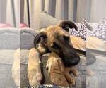 Small #1 German Shepherd Dog Mix