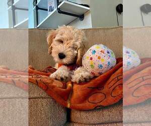 Goldendoodle Puppy for Sale in GROVES, Texas USA