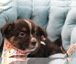 Small Photo #32 Australian Shepherd Puppy For Sale in STAFFORD, VA, USA