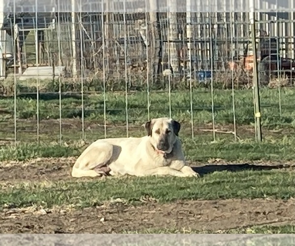 Medium Photo #1 Anatolian Shepherd Puppy For Sale in BROOKFIELD, MO, USA