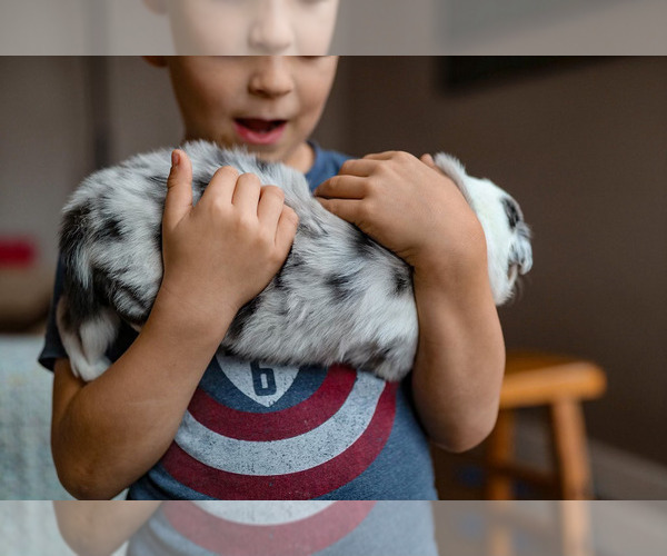 Medium Photo #9 Australian Shepherd Puppy For Sale in UNION, MO, USA