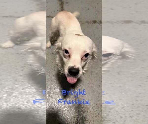 Medium Photo #5 Australian Shepherd-Chihuahua Mix Puppy For Sale in Mukwonago, WI, USA