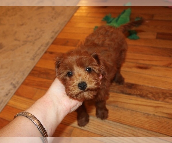 Medium Photo #9 Cavapoo (Miniature) Puppy For Sale in CLARKRANGE, TN, USA