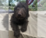 Small Photo #1 Aussiedoodle Puppy For Sale in FT LAUDERDALE, FL, USA