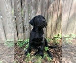 Puppy Louie Labrador Retriever