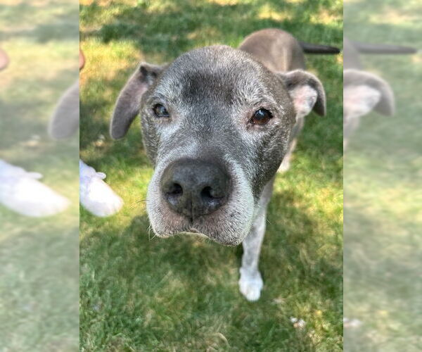 Medium Photo #11 Staffordshire Bull Terrier-Unknown Mix Puppy For Sale in Crete, IL, USA