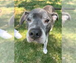 Small #10 Staffordshire Bull Terrier Mix