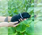 Small #10 Labrador Retriever