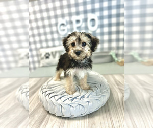 Yo-Chon Puppy for sale in MARIETTA, GA, USA