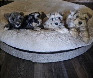 Morkie Puppy for sale in CLOVIS, CA, USA