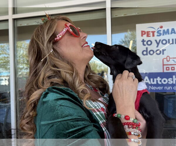 Medium Photo #3 Labrador Retriever-Unknown Mix Puppy For Sale in The Woodlands, TX, USA