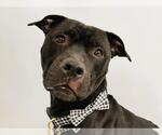 Small American Pit Bull Terrier Mix