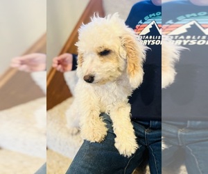 Poodle (Miniature) Puppy for sale in HAMILTON, MI, USA