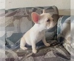 Small French Bulldog