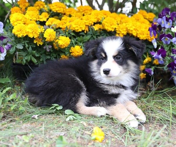 Medium Photo #8 Miniature Australian Shepherd Puppy For Sale in WESTFIELD, MA, USA