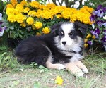 Small #7 Miniature Australian Shepherd