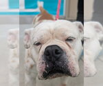 Small #2 Bulldog