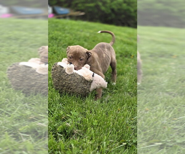 Medium Photo #4 Bogle Puppy For Sale in Aurora, IN, USA