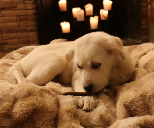 Medium Photo #19 Akbash-Great Pyrenees Mix Puppy For Sale in RIDGEFIELD, WA, USA