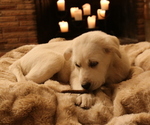 Small Photo #19 Akbash-Great Pyrenees Mix Puppy For Sale in RIDGEFIELD, WA, USA