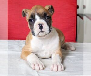 Boxer Puppy for sale in BIRD IN HAND, PA, USA
