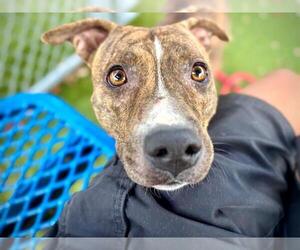 American Pit Bull Terrier Dogs for adoption in Orlando, FL, USA