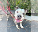 Small #3 American Staffordshire Terrier Mix