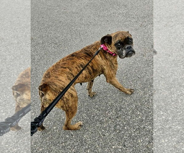 Medium Photo #4 Boxer Puppy For Sale in Dumont, NJ, USA