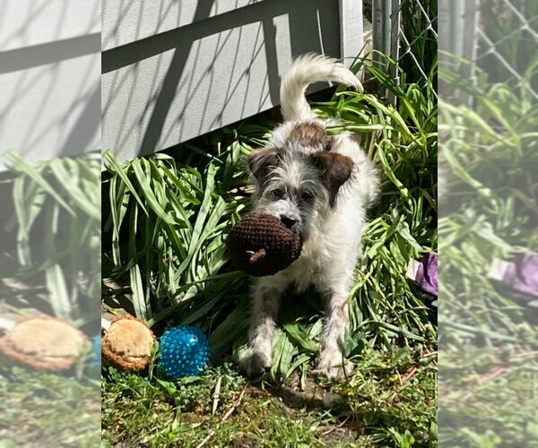 Medium Photo #2 Poodle (Miniature)-Unknown Mix Puppy For Sale in Mukwonago, WI, USA