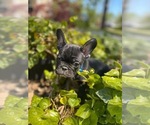 Small Photo #21 French Bulldog Puppy For Sale in HOPKINSVILLE, KY, USA