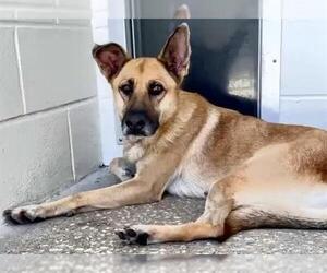 German Shepherd Dog Dogs for adoption in Houston, TX, USA