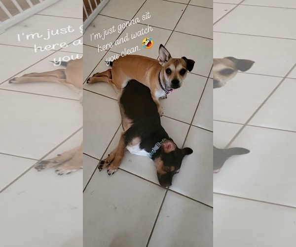 Medium Photo #2 Daug Puppy For Sale in Escondido, CA, USA