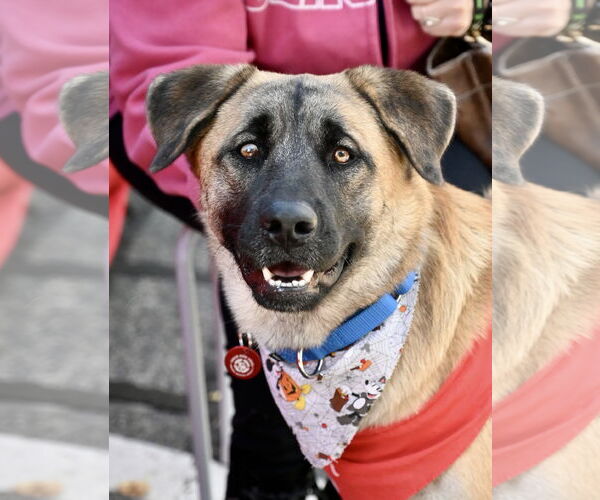 Medium Photo #3 Black Mouth Cur-Unknown Mix Puppy For Sale in Wakefield, RI, USA