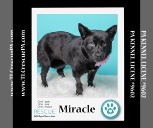 Labrador Retriever-Pembroke Welsh Corgi Mix Dogs for adoption in Kimberton, PA, USA