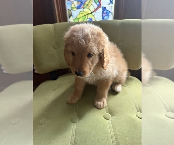Medium Photo #4 Aussiedoodle Puppy For Sale in ASHEVILLE, NC, USA